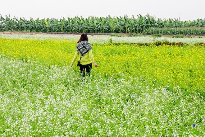Hoa cải vàng, trắng nở rất nhiều tại cánh đồng Lệ Chi. Bạn có thể đi theo lối vào chùa Sen Hồ hoặc từ đường đê đến đình thôn Chi Đông thì rẽ phải xuống.